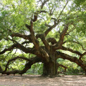 Angel Oak Tree