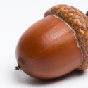 acorn